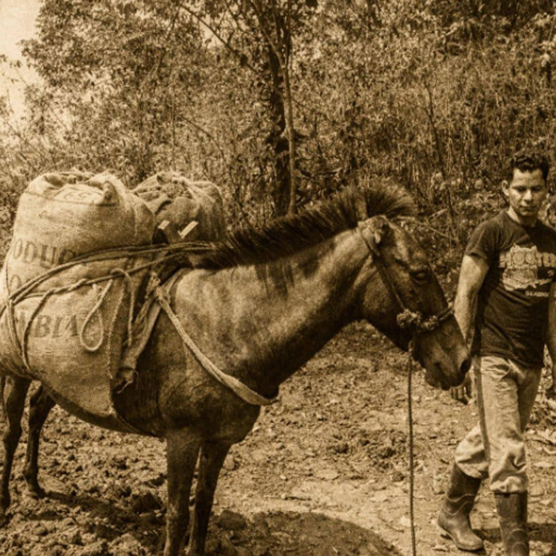 Tradizione cafetera in Colombia
